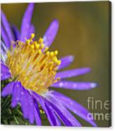 Purple Aster 1 Canvas Print