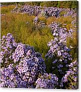 Purple Asters Canvas Print