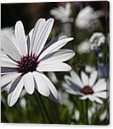 Purple Daisies 2 Canvas Print