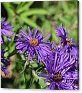 Purple New England Asters #1 Canvas Print