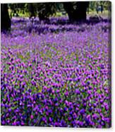 Purple Fields Canvas Print