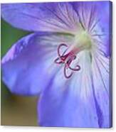 Purple Flower Canvas Print