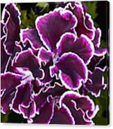 Purple Gernaium Canvas Print
