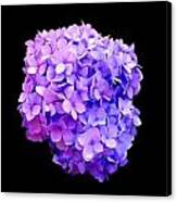 'purple Hydrangea Bloom' Canvas Print