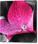 Purple Hydrangea Canvas Print