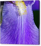 Purple Iris Canvas Print