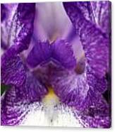 Purple Iris Flower Canvas Print