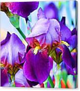 Purple Iris Garden Canvas Print