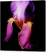 Purple Iris Canvas Print