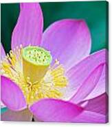 Purple Lotus Blossom Canvas Print