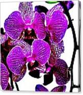 Purple Magenta Orchids Canvas Print