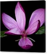 Purple Magnolia Canvas Print