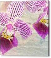 Purple Orchid 2 Canvas Print