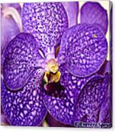 Purple Orchid Canvas Print