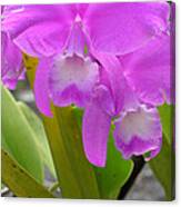 Purple Orchid Canvas Print