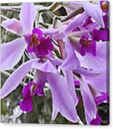Purple Orchid Personality Canvas Print