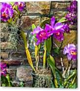 Purple Orchids With Cultured Stone Background Canvas Print