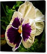 Purple Pansy Canvas Print