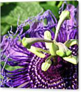 Purple Passion Flower Canvas Print