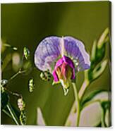 Purple Pea Weed Bloom Canvas Print