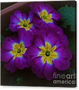 Purple Primrose Canvas Print
