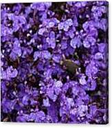 Purple Rain Canvas Print