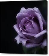 Purple Rose Of Monday Canvas Print
