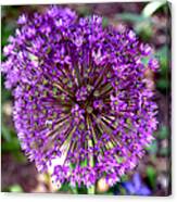 Purple Sensation Allium Canvas Print
