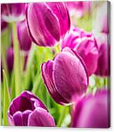 Purple Tulip Garden Canvas Print