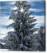 Put A Star On The Tree Canvas Print