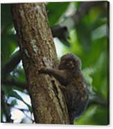 Pygmy Marmoset Canvas Print