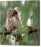 Pygmy Owl Canvas Print