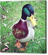 Quack Canvas Print