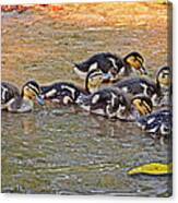 Quackers Canvas Print