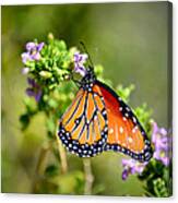 Queen Butterfly Canvas Print