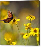 Queen Butterfly On Coreopsis Canvas Print