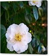 Queen Camellia Canvas Print