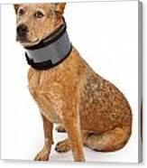 Queensland Heeler Dog Wearing A Neck Brace Canvas Print