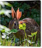 Rabbit Ears Canvas Print