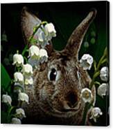 Rabbit In The Lilies Canvas Print