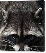 Raccoon Encounter Canvas Print