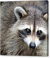 Raccoon Eyes Canvas Print