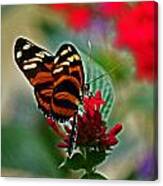 Radiant Butterfly Canvas Print