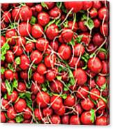 Radishes Canvas Print