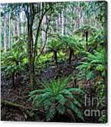 Rain Forests A B Canvas Print