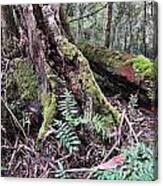 Rain Forests A E Canvas Print