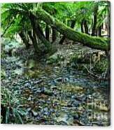Rain Forests A N Canvas Print