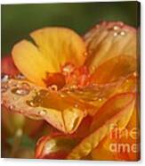 Rain Magic Canvas Print