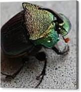 Rainbow Scarab  Phanaeus Vindex  A Dung Beetle Canvas Print