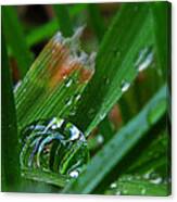Raindrop In The Grass Canvas Print